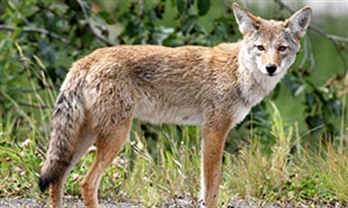 Multi-Level Development Strengthens Jr. Coyotes
