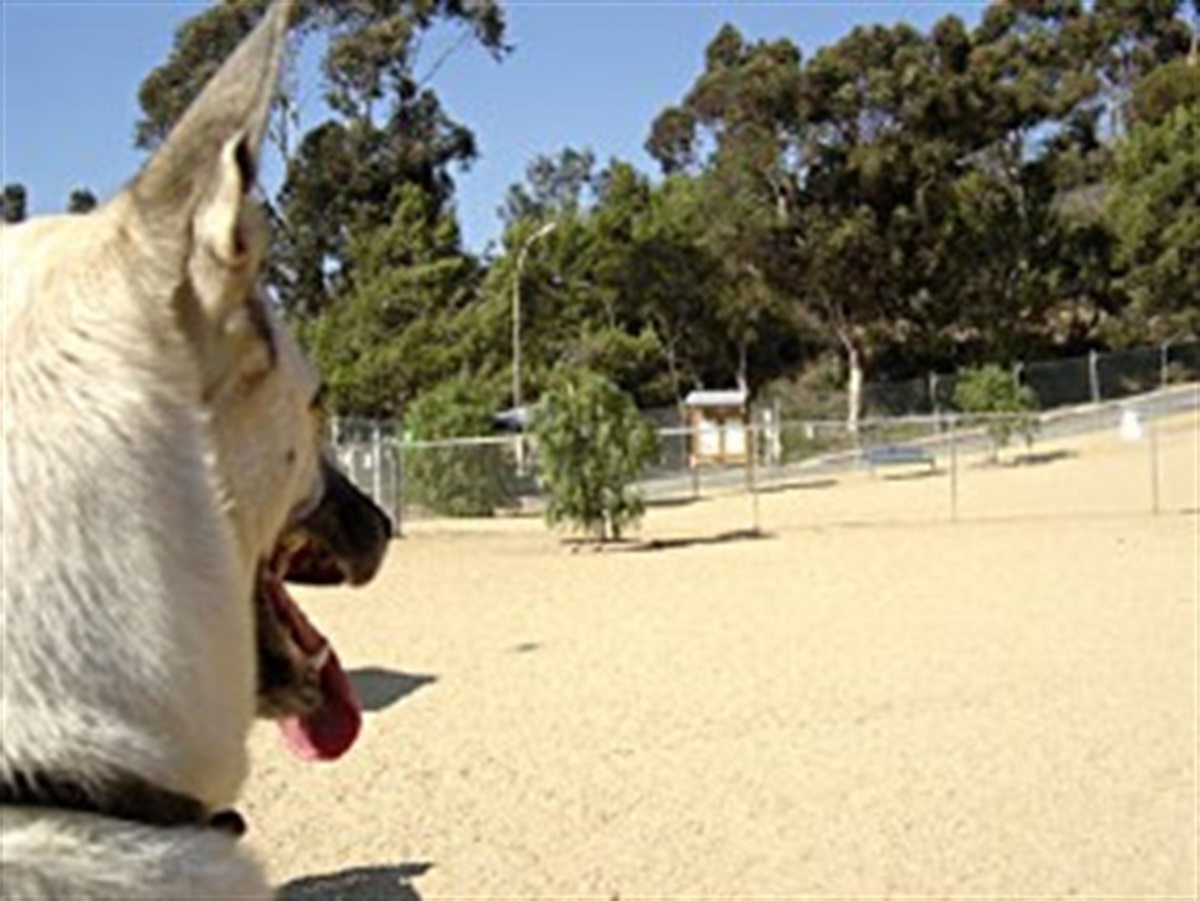 are dog parks safe from disease